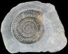 Dactylioceras Ammonite Stand Up - England #46571-1